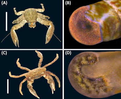 Pictures of crabs