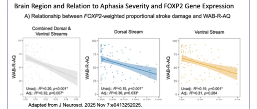 Breakthroughs in relationship between gene expression and language deficits in stroke patients